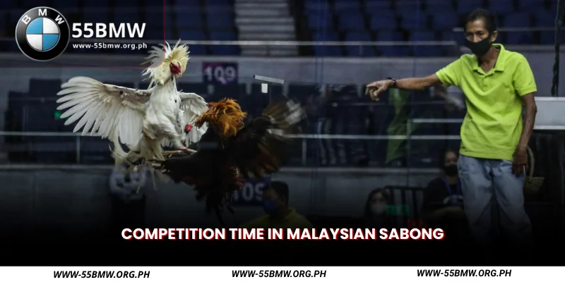 competition time in malaysian sabong