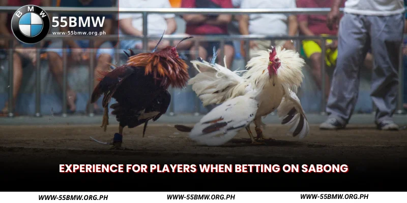 experience for players when betting on sabong
