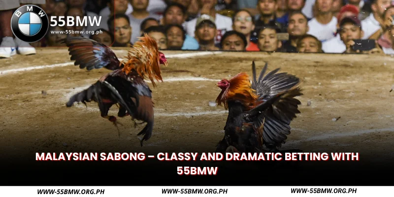 malaysian sabong